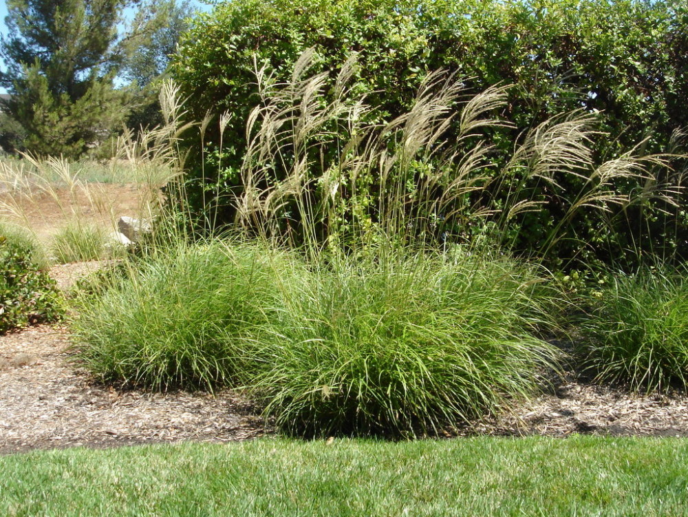 Evergreen Miscanthus Green Meadow Growers