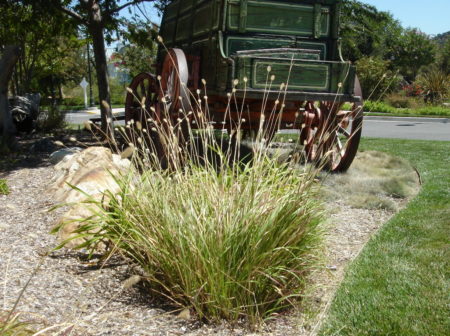 Pennisetum Red Bunny Tales