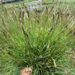 Greenlee's Moor Grass