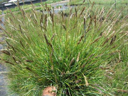 Greenlee's Moor Grass