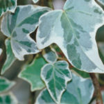 Glacier Ivy