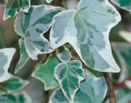 Glacier Ivy