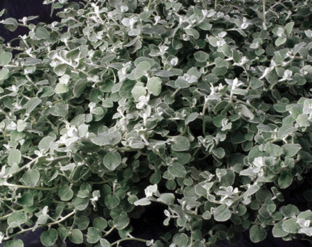 White Licorice