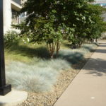 Helictotrichon sempervirens 'Blue Oat Grass'