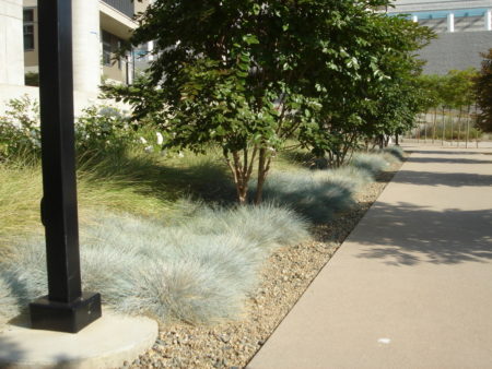 Helictotrichon sempervirens 'Blue Oat Grass'