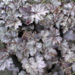 Plum Pudding