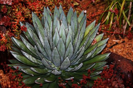 Agave BlueGlow