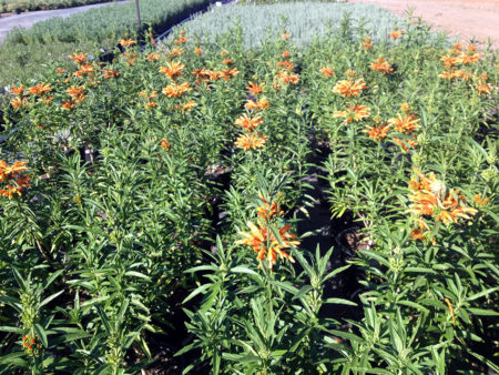 Leonotis Lions Tail
