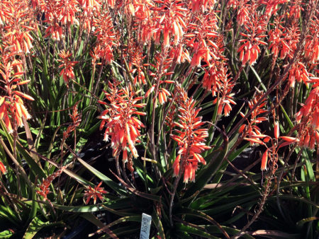 Aloe Hybrid Grassy Lassie