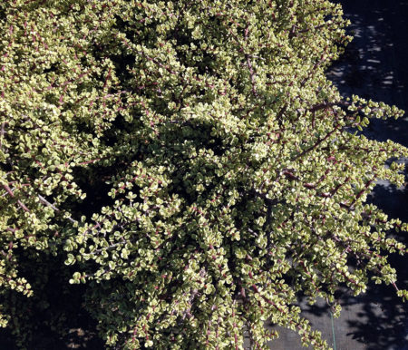 Portulacaria afra Variegated