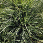 Carex Everest