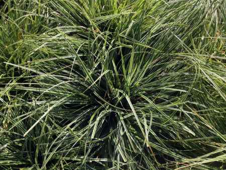 Carex Everest