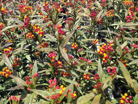 Asclepias tuberosa Butterfly Weed