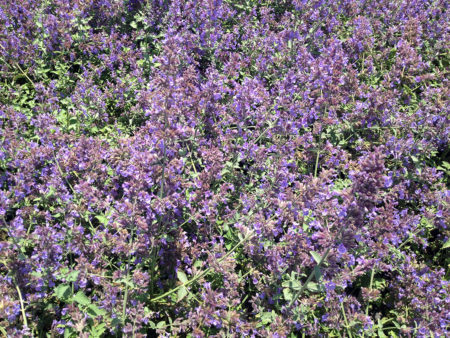 Nepeta fassenii Walker's Low