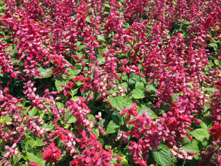 Salvia splendens Saucey Red