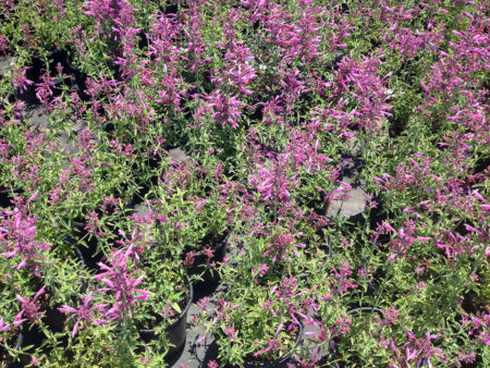 Agastache Nector Grape