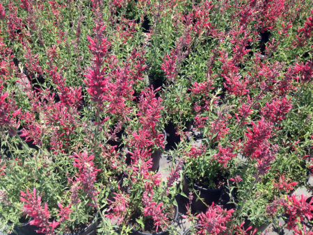 Agastache Nector Raspberry