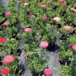 Achillea Paprika