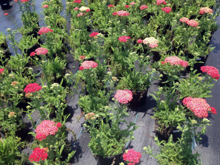 Achillea Paprika