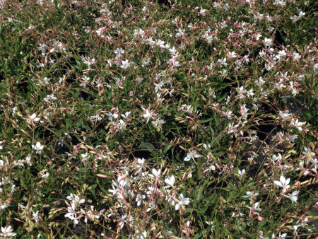 Gaura lindheimeri Stratoshere White