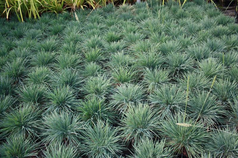 Blue Hair Grass Seeds Koeleria Coolio 25 Multi Pelleted Seeds Ornamental Grass