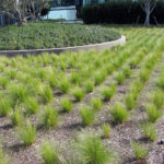 Nassella tenuissima Mexican Feather Grass