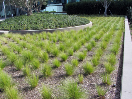 Nassella tenuissima Mexican Feather Grass