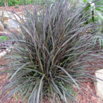 Pennisetum purpureum Princess Caroline