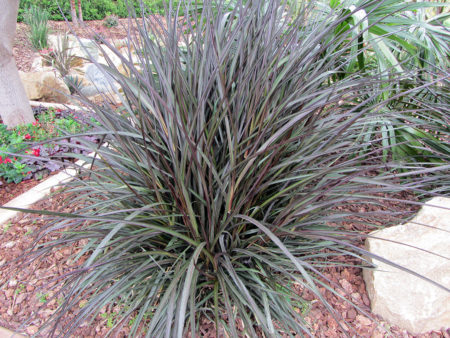 Pennisetum purpureum Princess Caroline