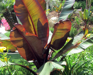 Ensete Red Banana