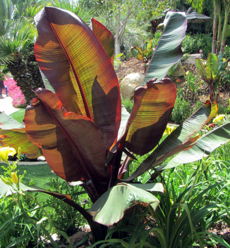 Ensete Red Banana