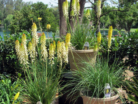 Kniphofia Rockette Yellow