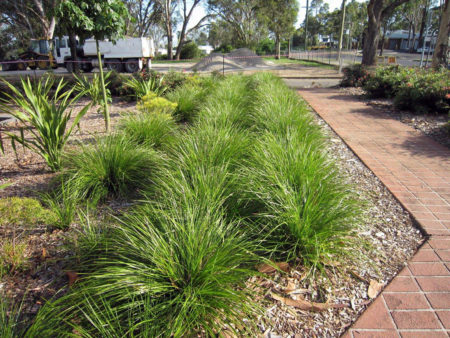 Lomandra The Breeze