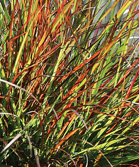 Red Baron Japanese Blood Grass