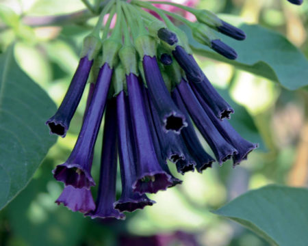 Royal Queen Purple