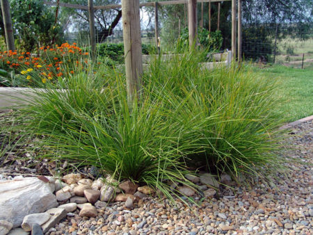 Lomandra The Breeze