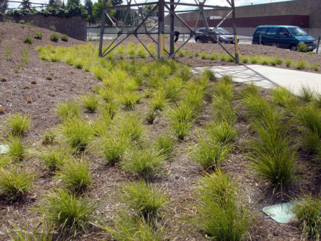 Lomandra The Breeze