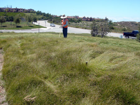 Carex pansa