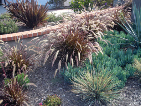 Pennisetum advena Red Riding Hood