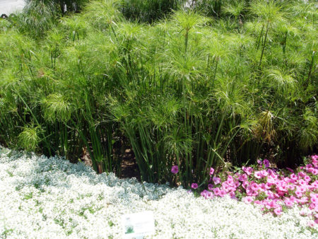 Cyperus papyrus Egyptian