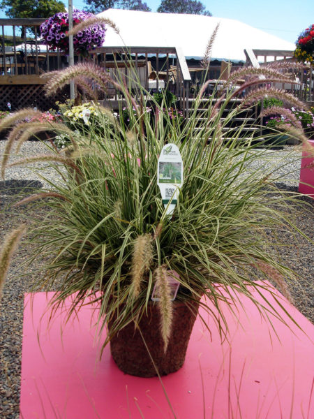 Pennisetum advena Sky Rocket