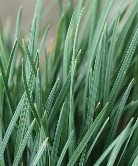 Blue Hair Grass - Image 2