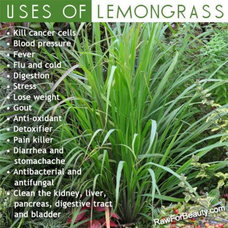 Lemon Grass - Image 2