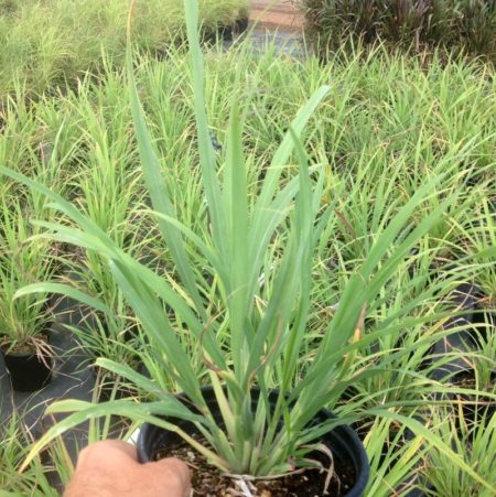 Lemon Grass