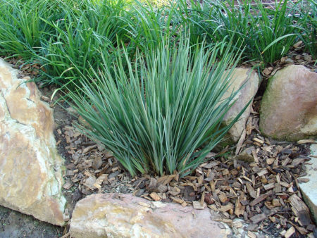 Dianella Little Rev