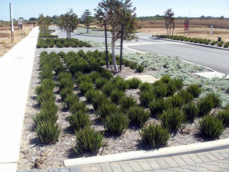 Dianella Little Rev