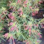Mexican Cardinal Flower