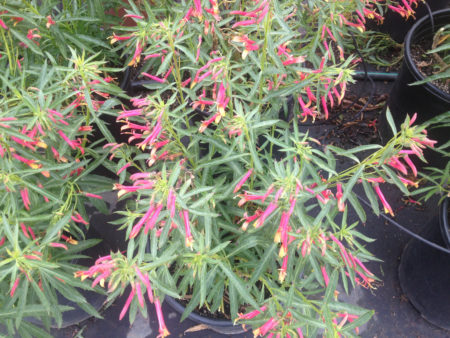 Mexican Cardinal Flower