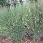 Esparto Grass