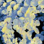 Goldielocks or Creeping Jenny